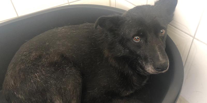 Happy End: Hund Florin nach 162 Tagen gesichert 